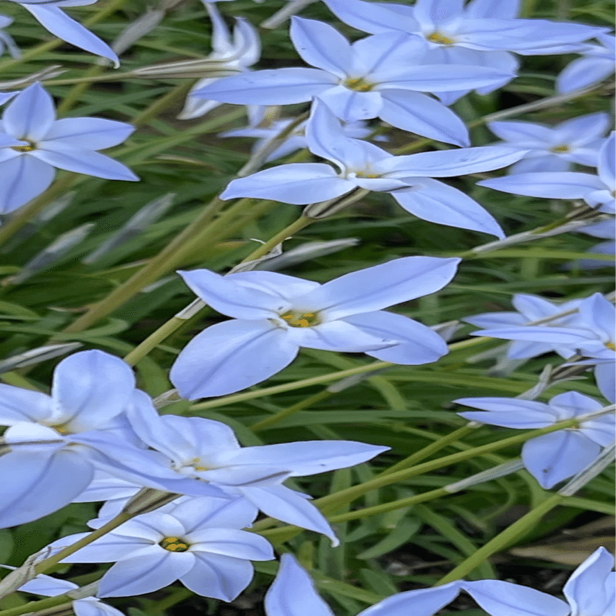 はなはな 花韮｜EGGSEED