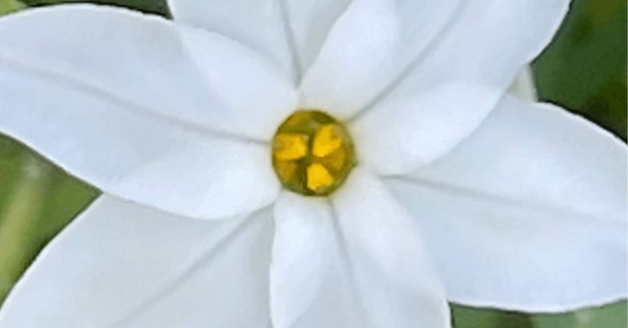 はなはな 花韮｜EGGSEED