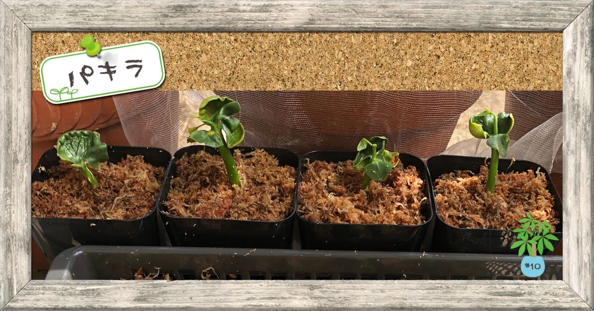 20本! 鉢上げしたよ🌱パキラを種から育ててみる#10|穂の気まま 20本! 鉢上げしたよ🌱パキラを種から育ててみる#10|穂の気まま