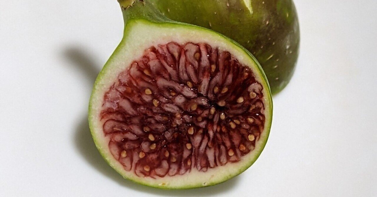 イチジク マルティース ビューティブループリンセス 2 他 挿木 苗