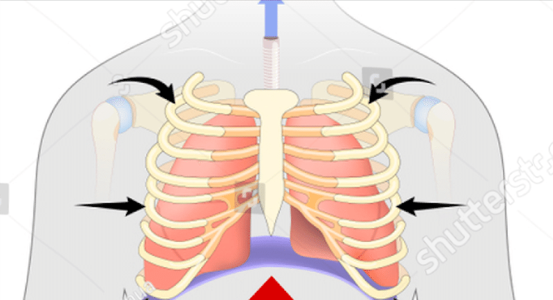 呼吸の構造 腹式呼吸 音博士 Youtubeと研究所 Note