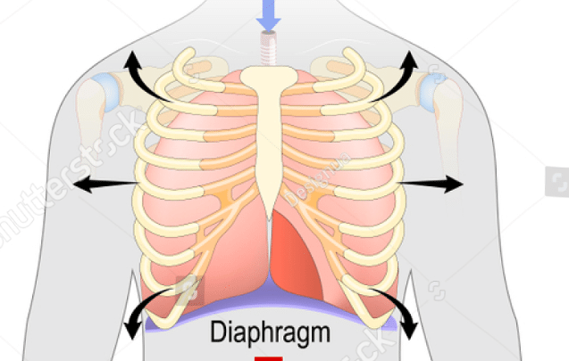 呼吸の構造 腹式呼吸 音博士 Youtubeと研究所 Note