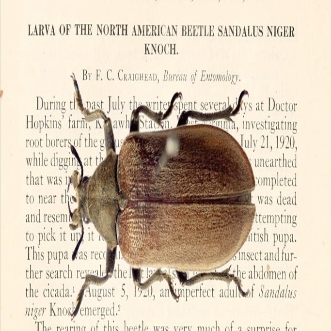 クチキクシヒゲムシ―甲虫の捕食寄生性つれづれ―｜hydraenids