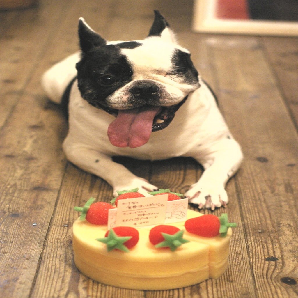 初公開ノンフィクション ひかりはここに 片目を奪われたフレンチブルドッグ Kkベストセラーズ