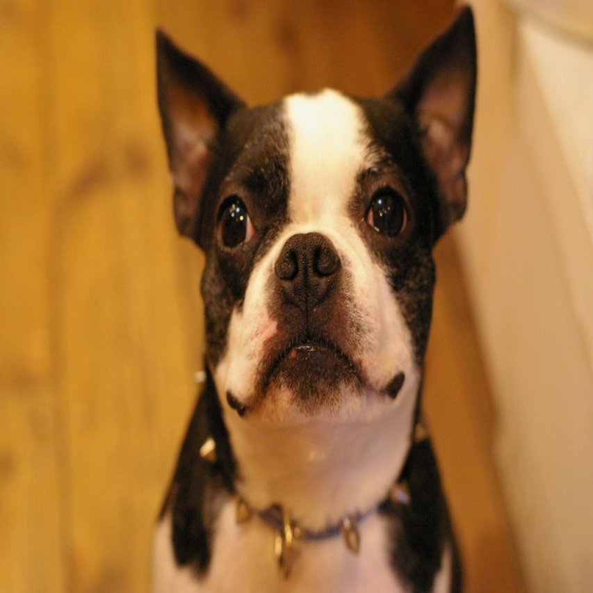 初公開ノンフィクション ひかりはここに 片目を奪われたフレンチブルドッグ Kkベストセラーズ