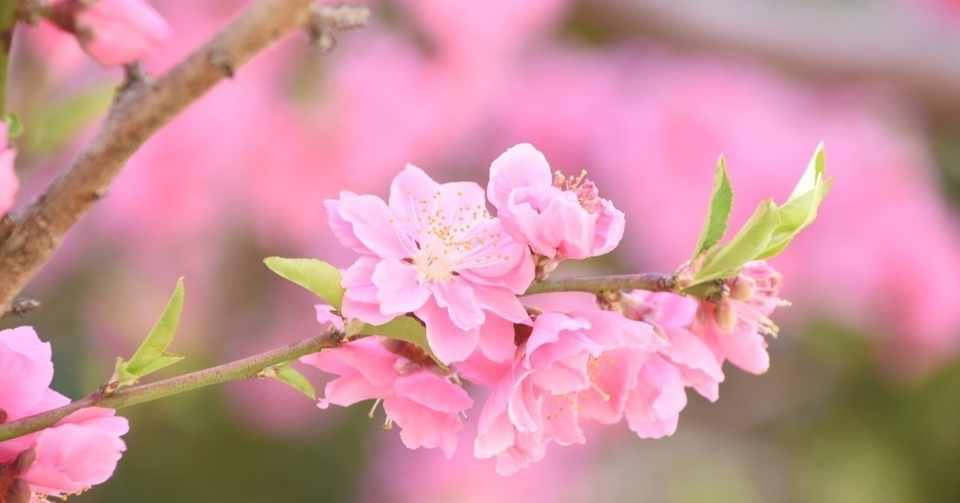 桃笑う春 二十四節気 啓蟄 Madoka 香人 Note