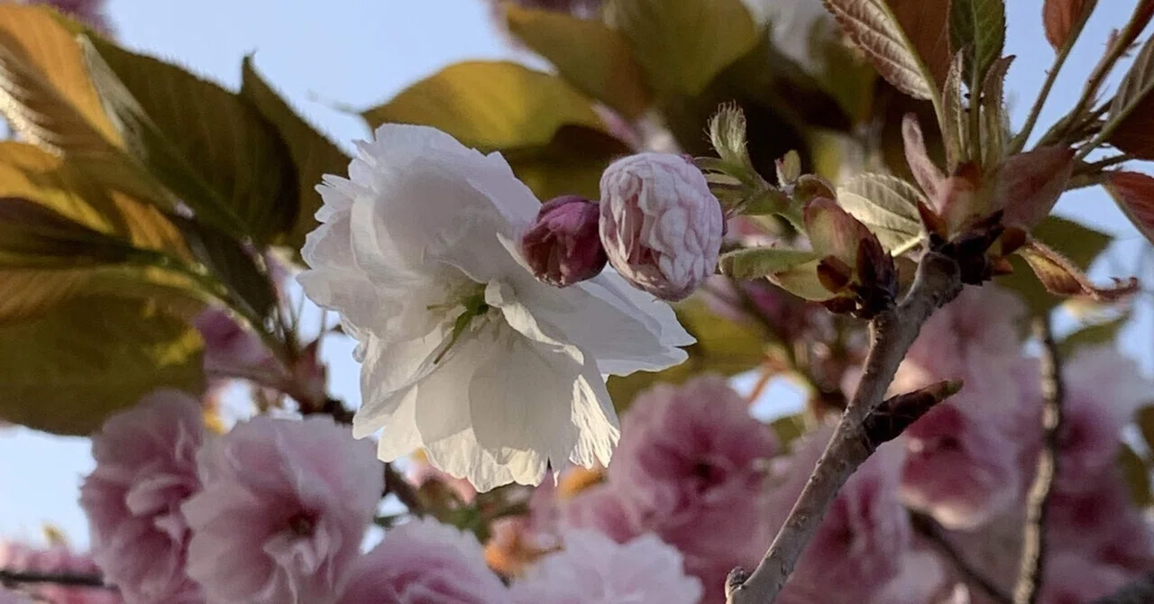 朝陽に照る八重桜🌸｜hachiatry｜note