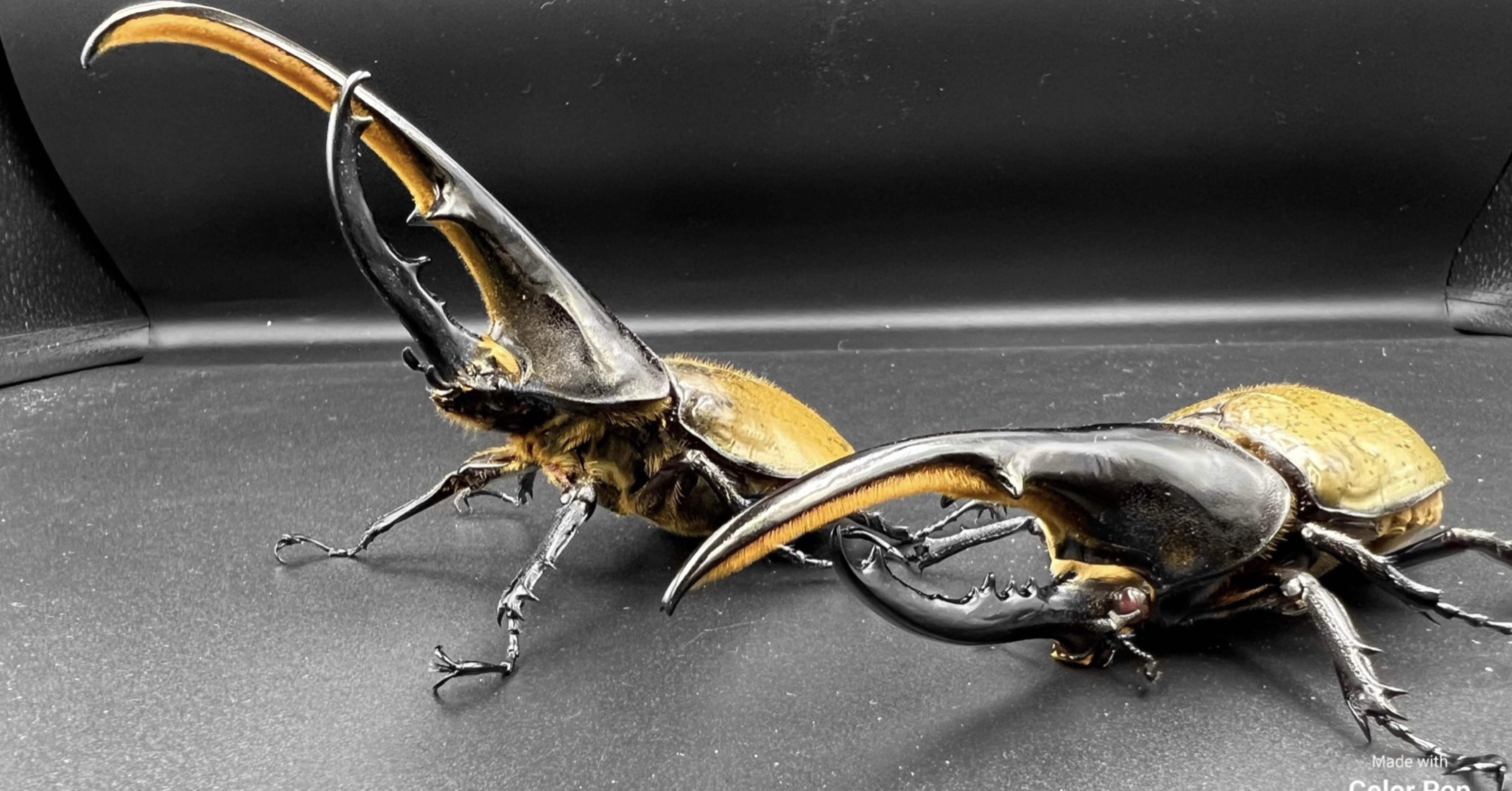 ムシキング　ヘラクレスオオカブト 002A ムシキング？｜ヘラクレス福岡