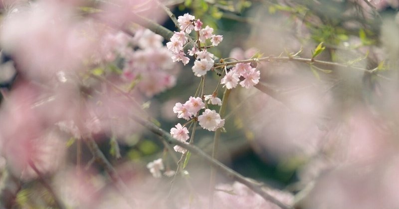 今年も大好きなしだれ桜に逢いに～＠真竹谷