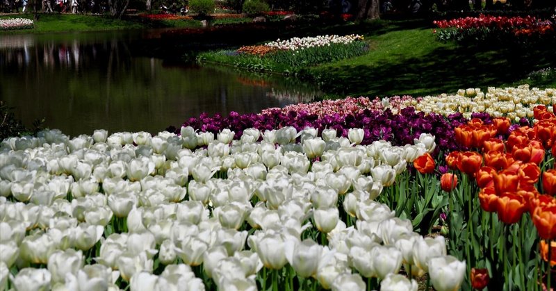 満開のチューリップに感動！国営昭和記念公園の春の風景