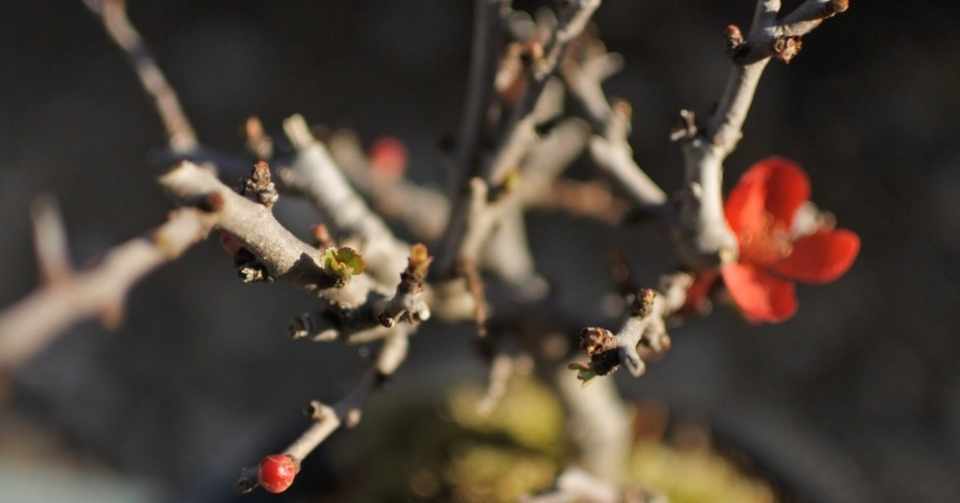 寒空と小さな春 Urumika Note