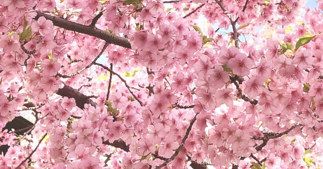 2023年 桜の記憶 〜桜神宮・山王日枝神社・千鳥ヶ淵〜｜瑠璃月