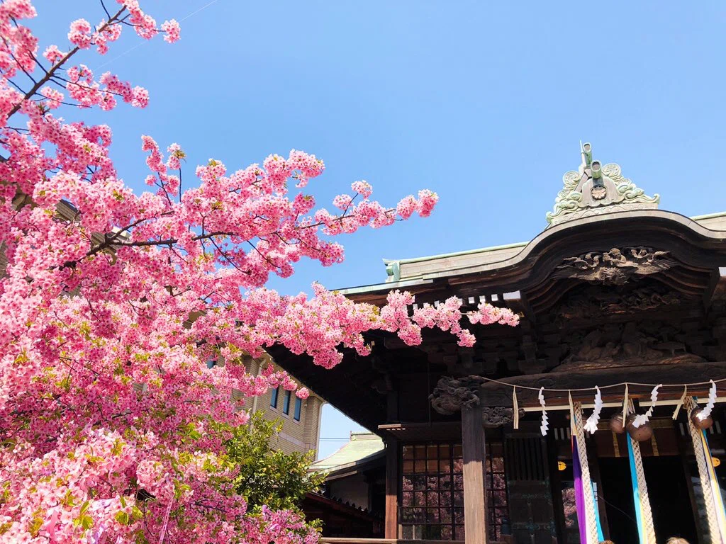 2023年 桜の記憶 〜桜神宮・山王日枝神社・千鳥ヶ淵〜｜瑠璃月