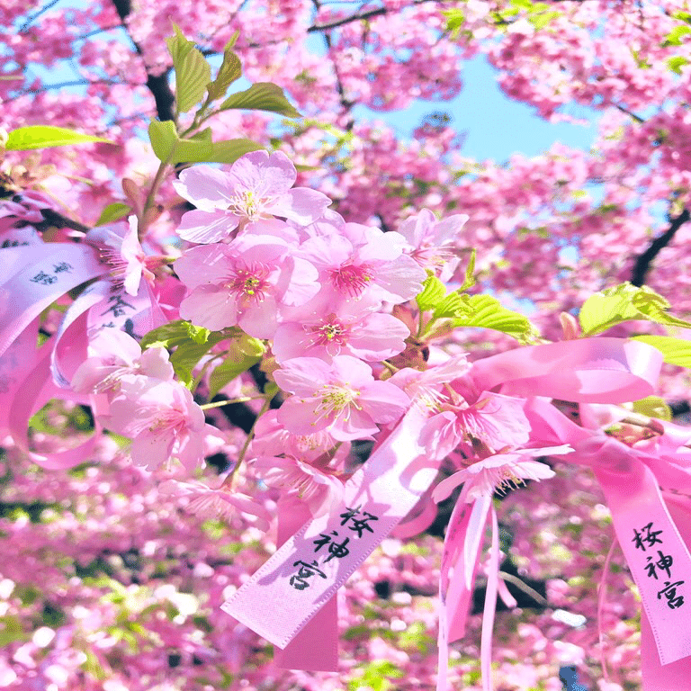 2023年 桜の記憶 〜桜神宮・山王日枝神社・千鳥ヶ淵〜｜瑠璃月