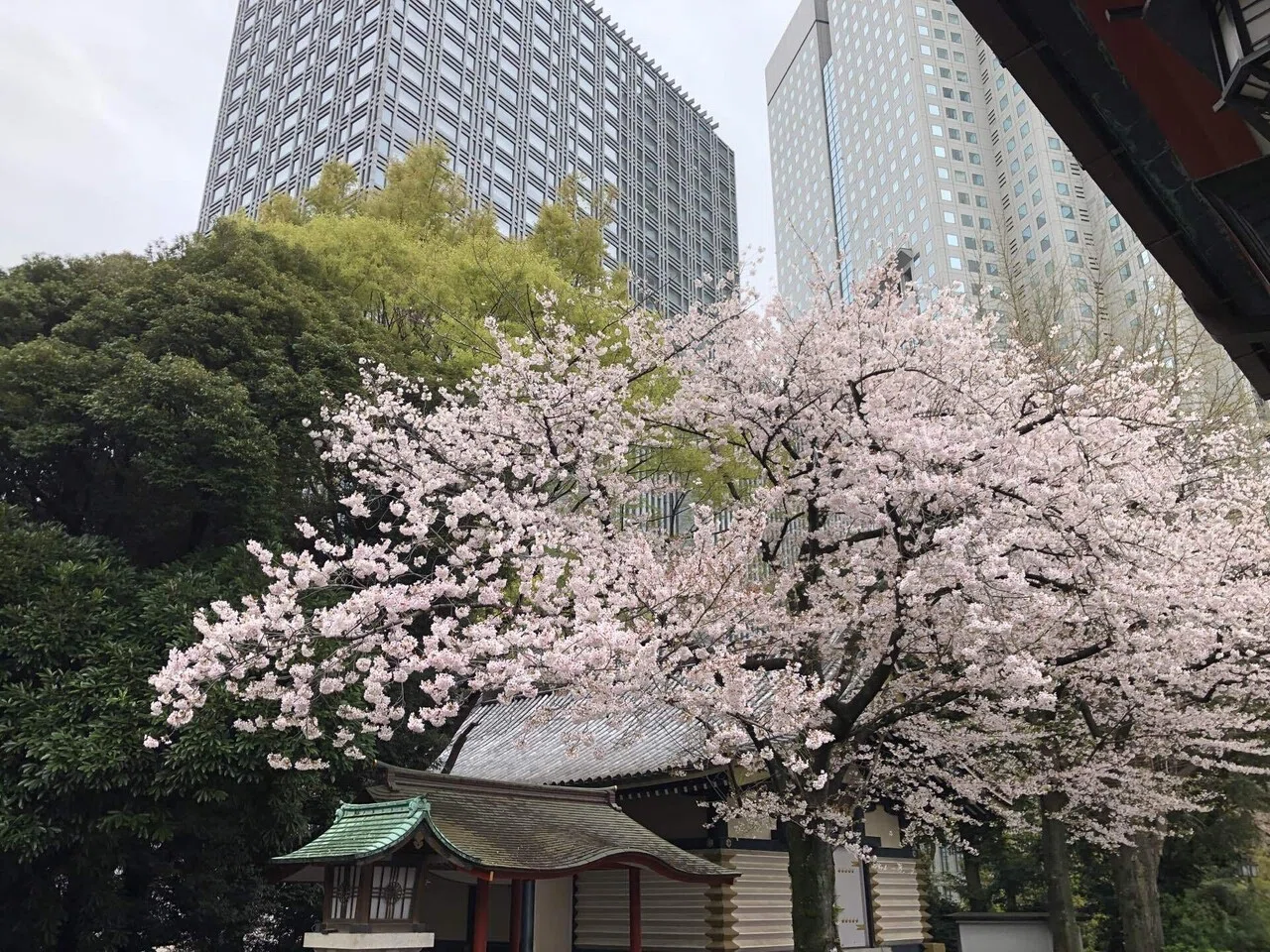2023年 桜の記憶 〜桜神宮・山王日枝神社・千鳥ヶ淵〜｜瑠璃月