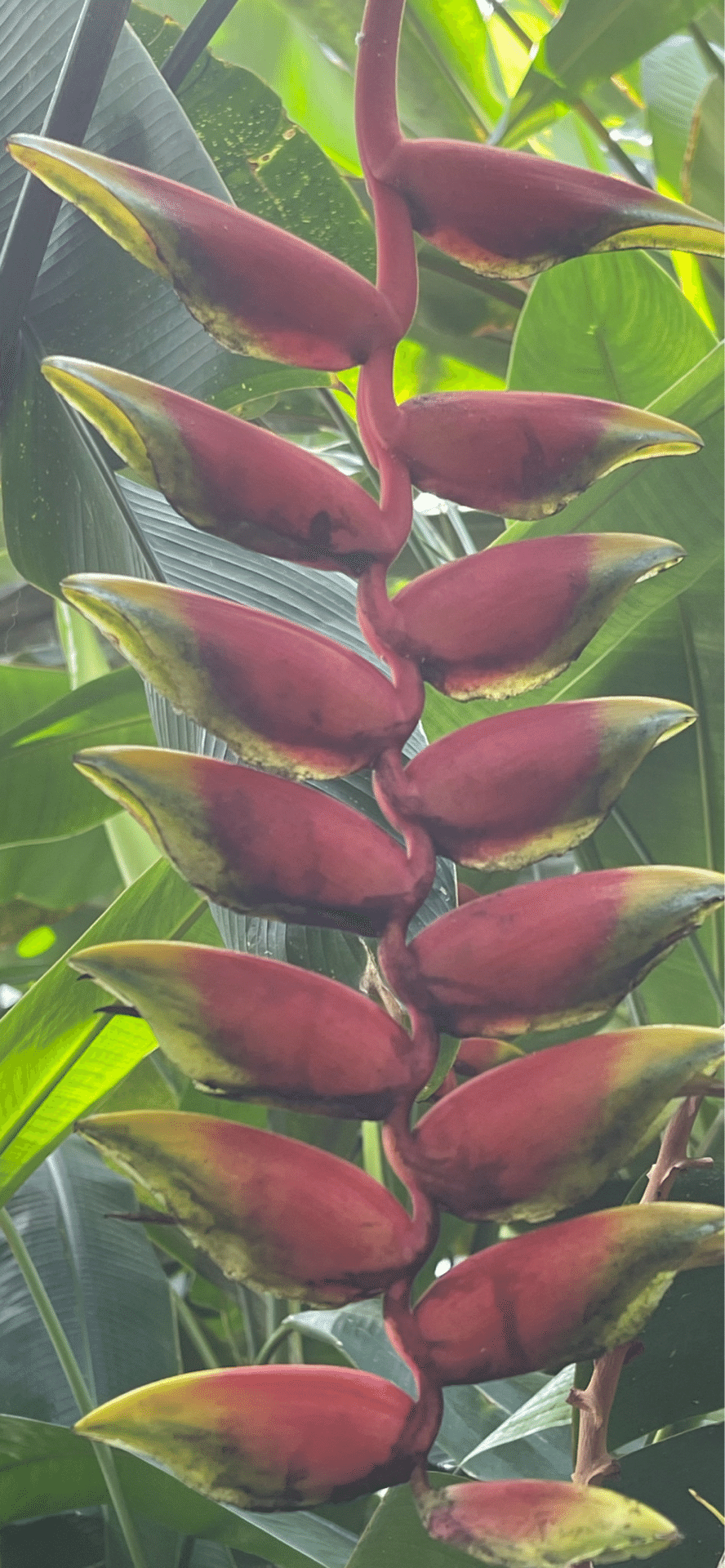 HANGING HELICONIA｜EGGSEED