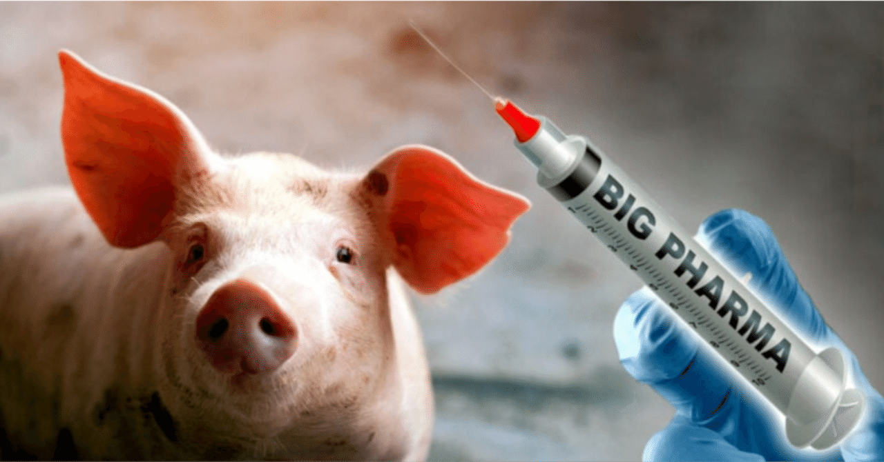 メルクのmRNA家畜ワクチンを注射した豚肉を食べていますか? ｜Showa_Japarazzi