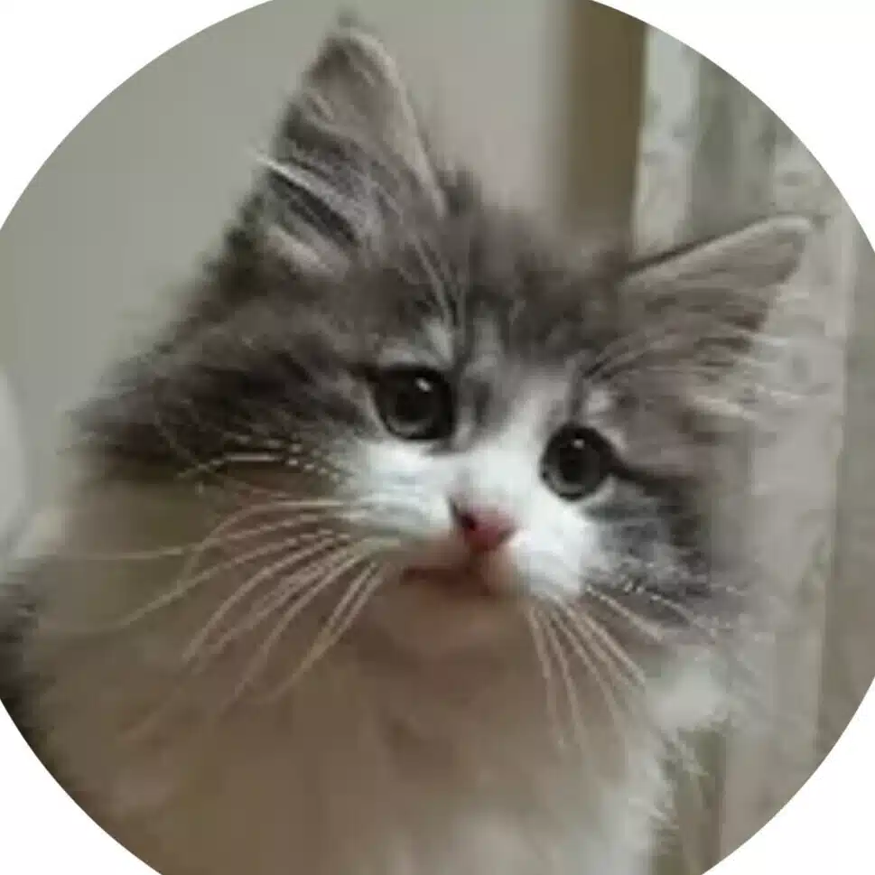 ころんたん