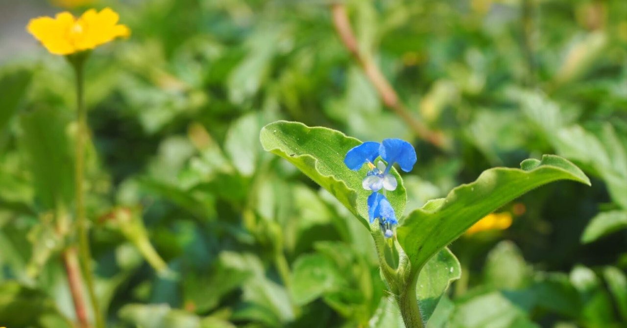【らんまん】あらゆる草に名前があることを知る