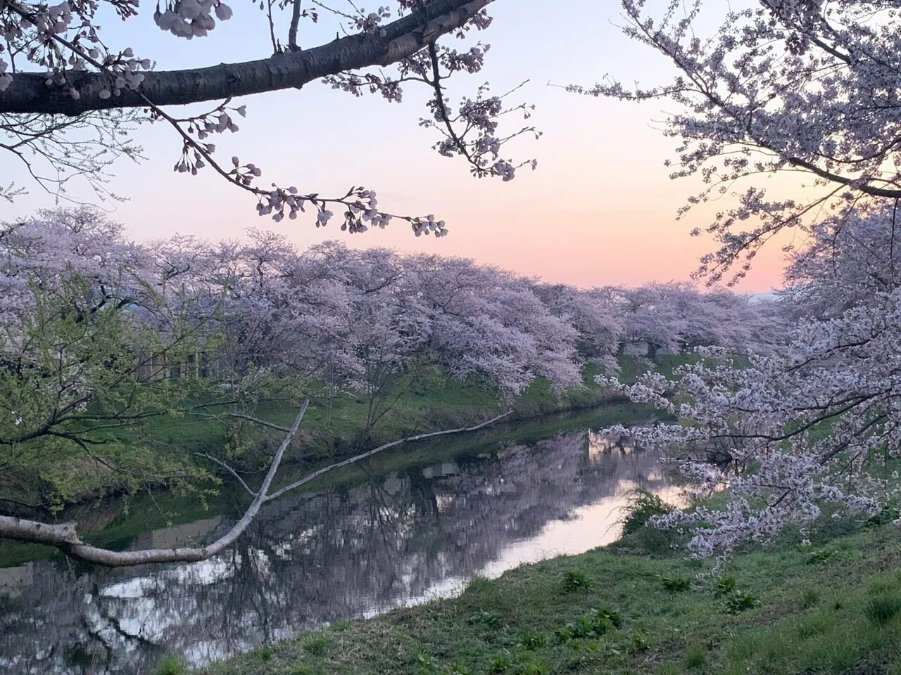 写真館】徒歩でめぐる桜の風景｜kana99