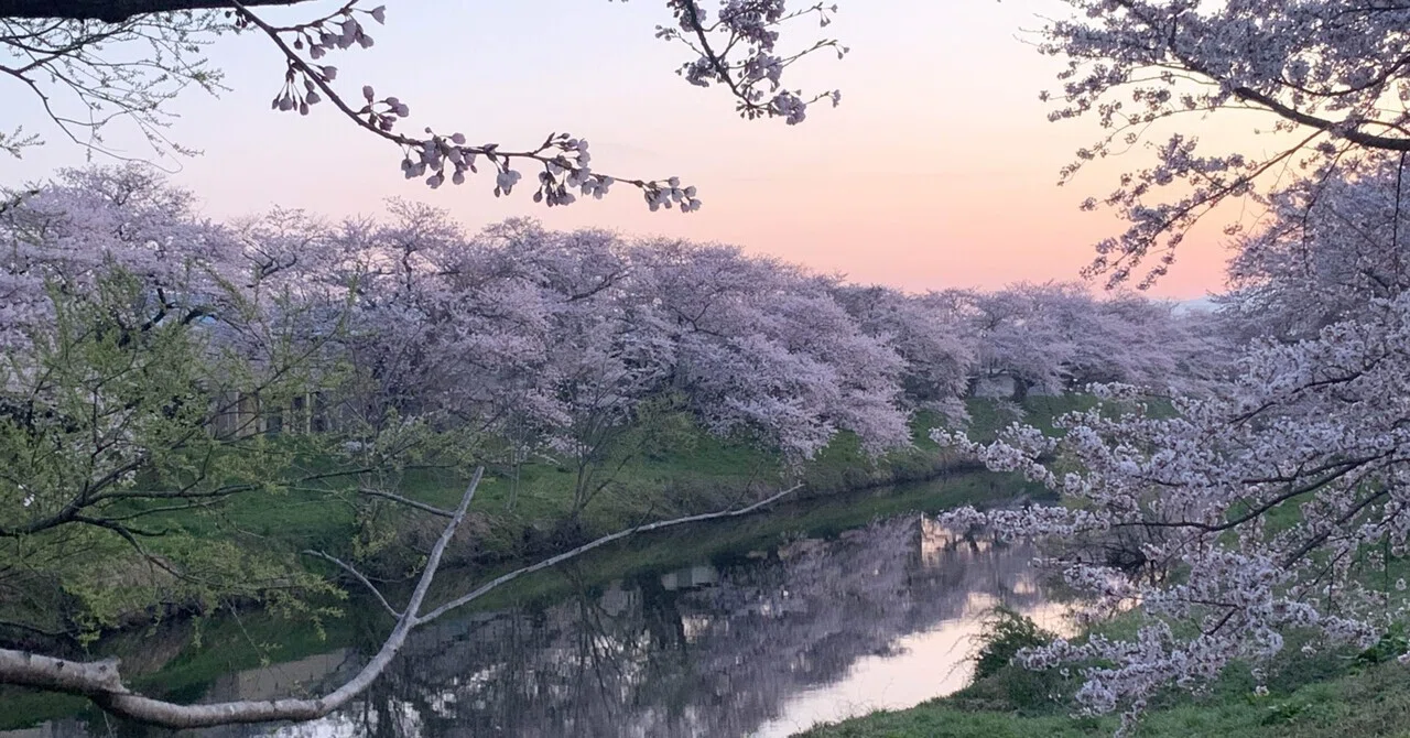 写真館】徒歩でめぐる桜の風景｜kana99