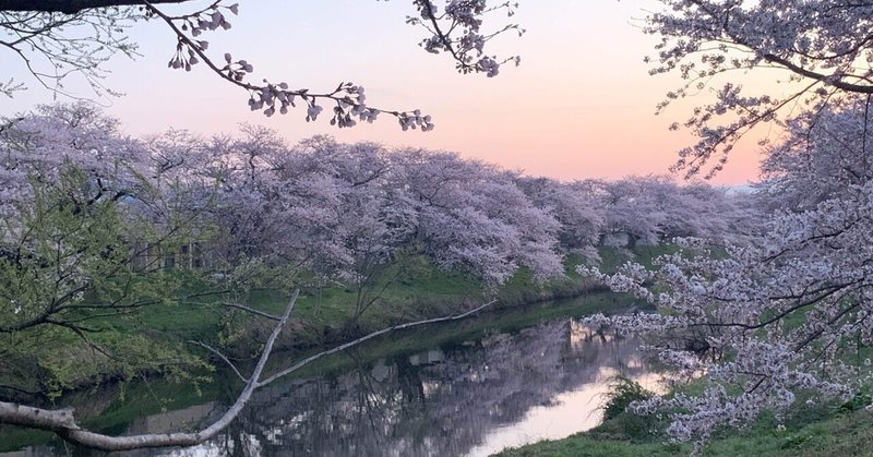 【写真館】徒歩でめぐる桜の風景