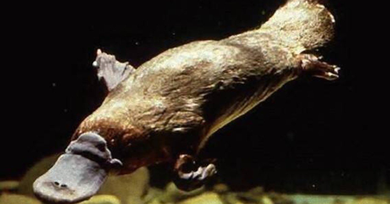 第81回 鳥でもないのに卵を産む動物 翆野 大地 Note