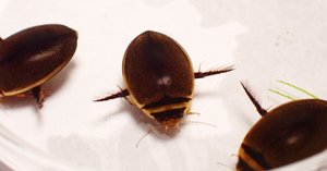 メススジゲンゴロウ｜Hinata