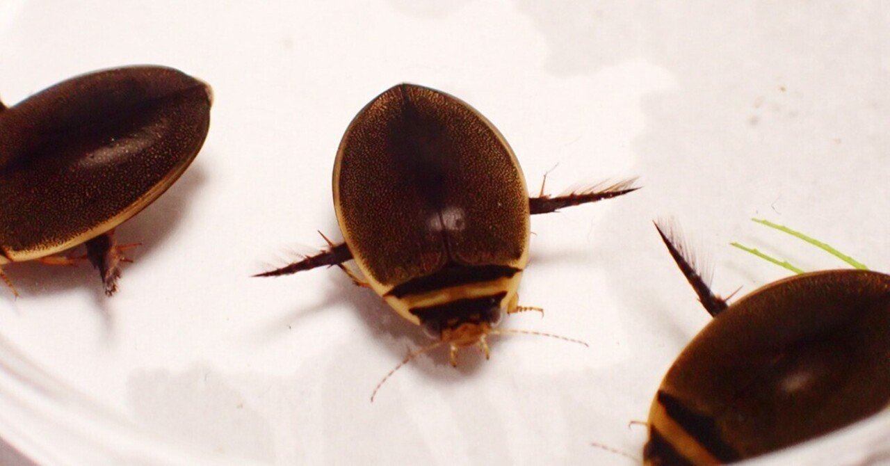 エゾヒラタヒメゲンゴロウ カラフトマルガタゲンゴロウ カラフトマル