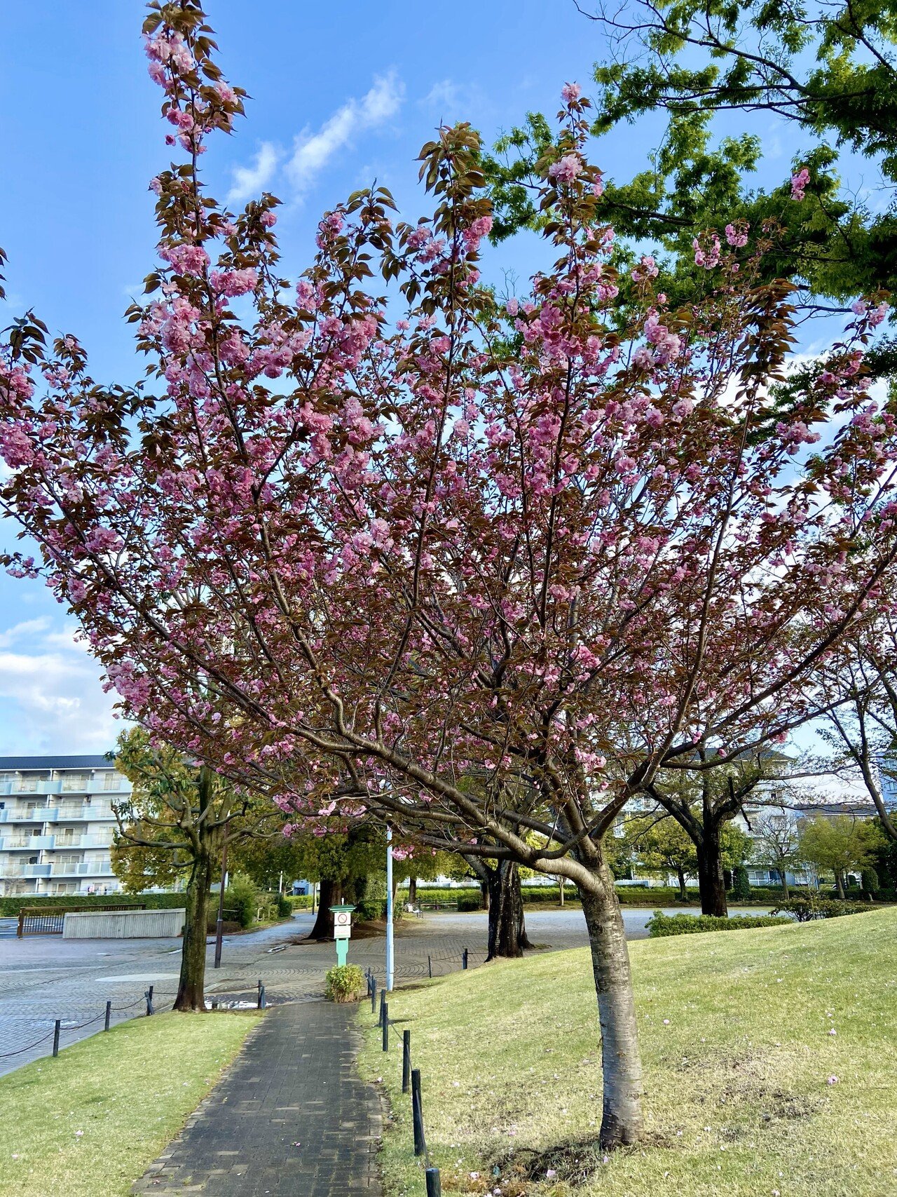 20230408_小倉台小学校前の八重桜