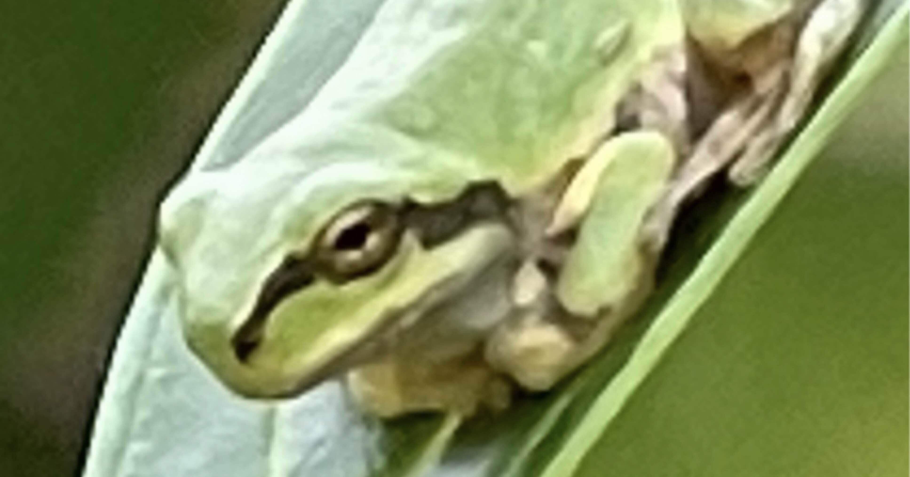 雨蛙様確認用 日本雨蛙｜EGGSEED