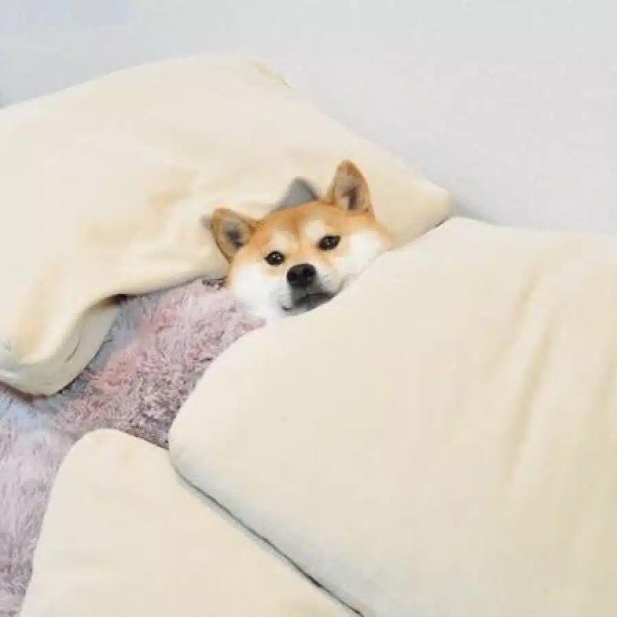 のっぴきならない男