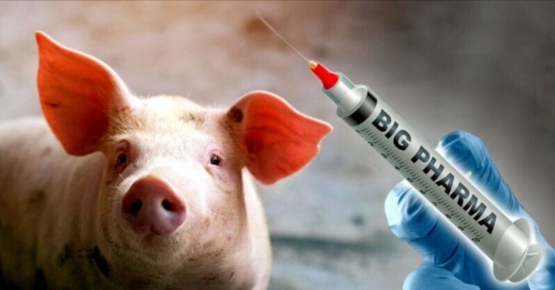 メルク社のmRNA家畜用ワクチンを注入した豚肉を食べていませんか？