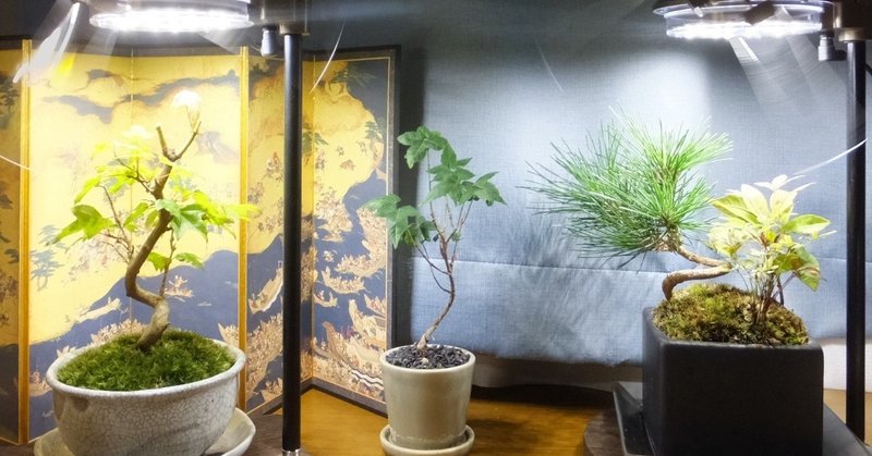 植物鑑賞スタンドで陽性植物を育てる方法 植物鑑賞スタンドの構造 seto研究所 石川 Note 植物鑑賞スタンドで陽性植物を育てる方法 植物鑑賞スタンドの構造 seto研究所 石川 Note