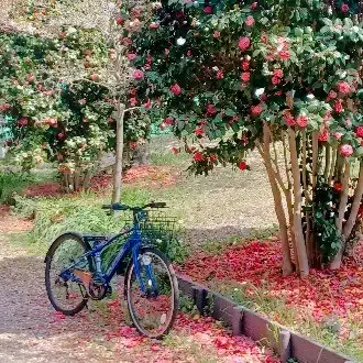 虹🏳️‍🌈Nまこちゃん