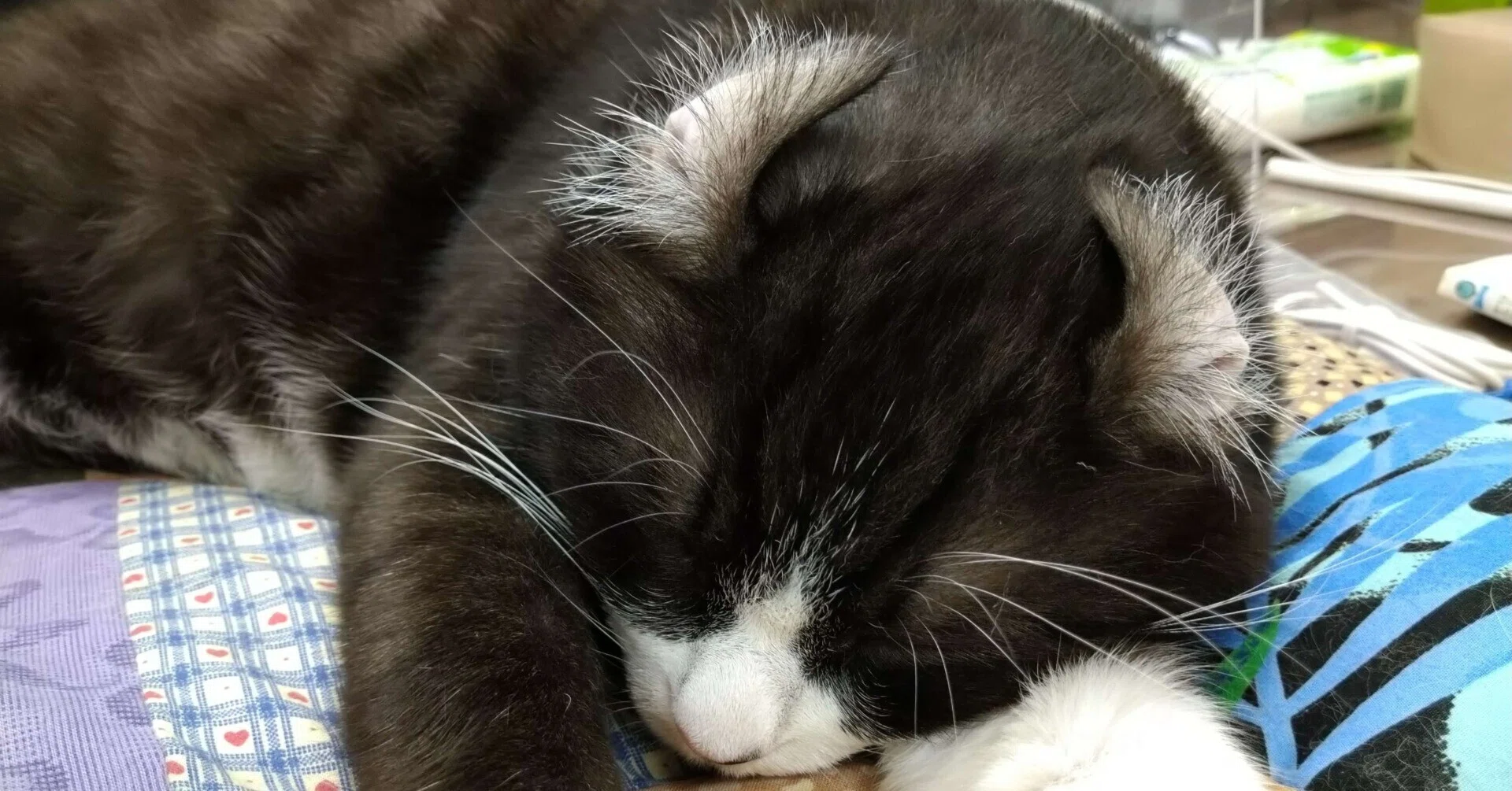 ねこぱんち名古屋の猫の紹介です｜ねこぱんち名古屋
