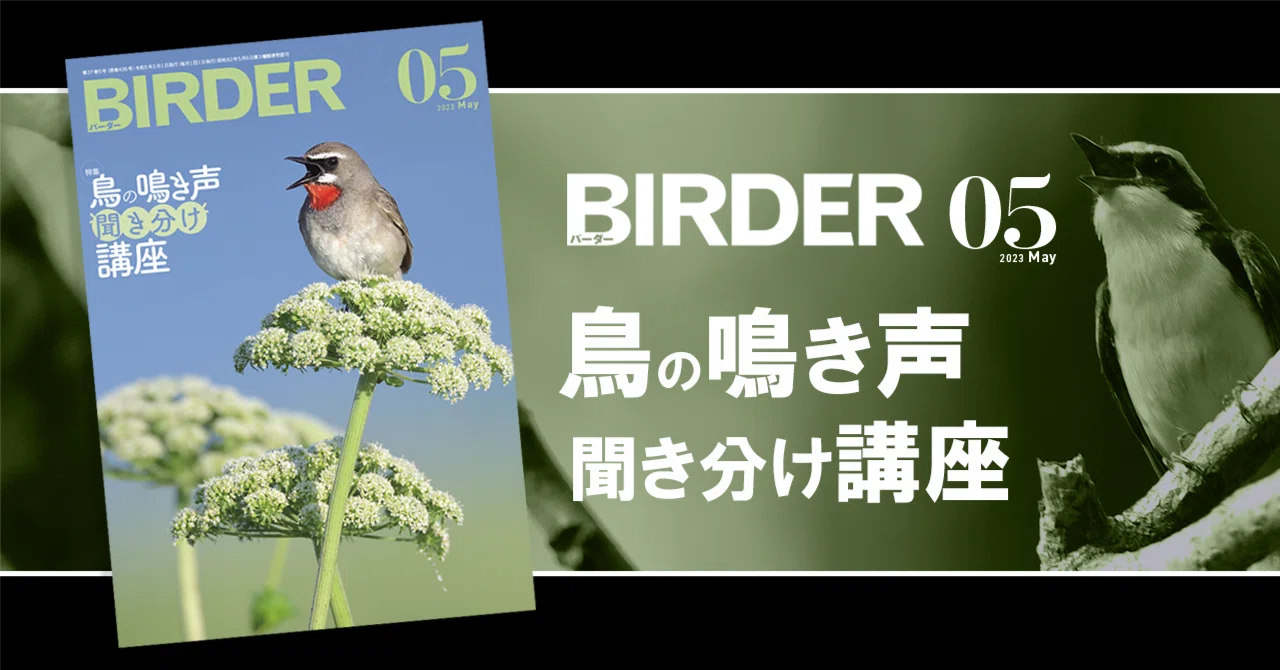 BIRDER5月号の見どころ｜ブンイチ（文一総合出版）