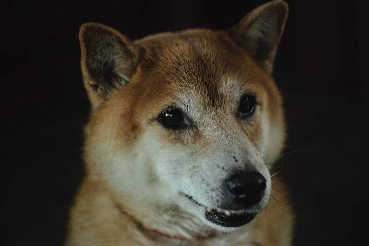 DP3Merrillで散歩｜kuno_yasuhiro