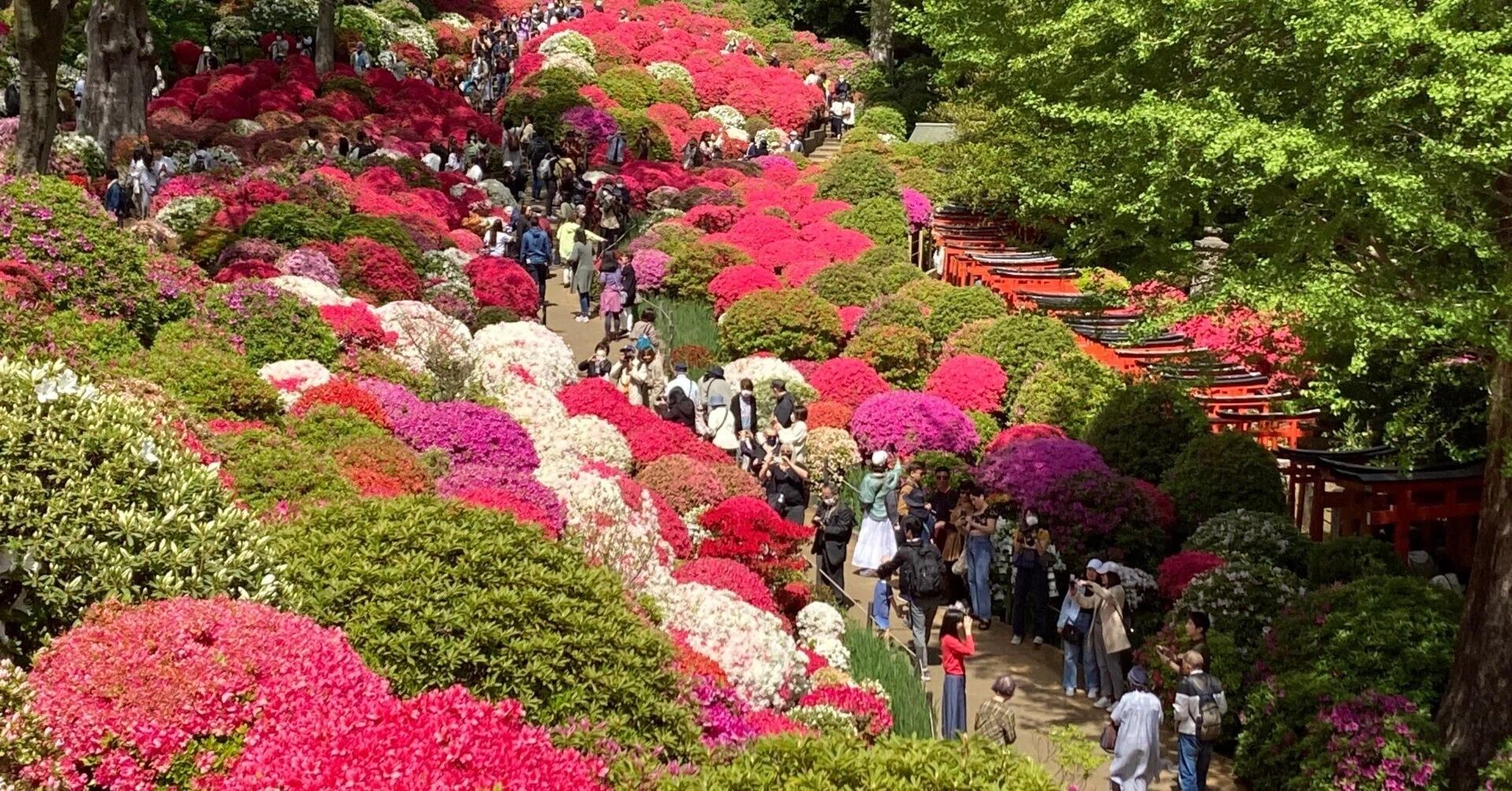 2023年根津神社つつじまつり（4月13日撮影）｜上野案内所