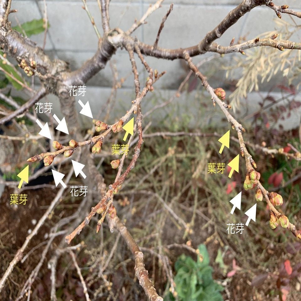 花芽と葉芽の見分け方 平屋私庭日記 １３ ライツ社