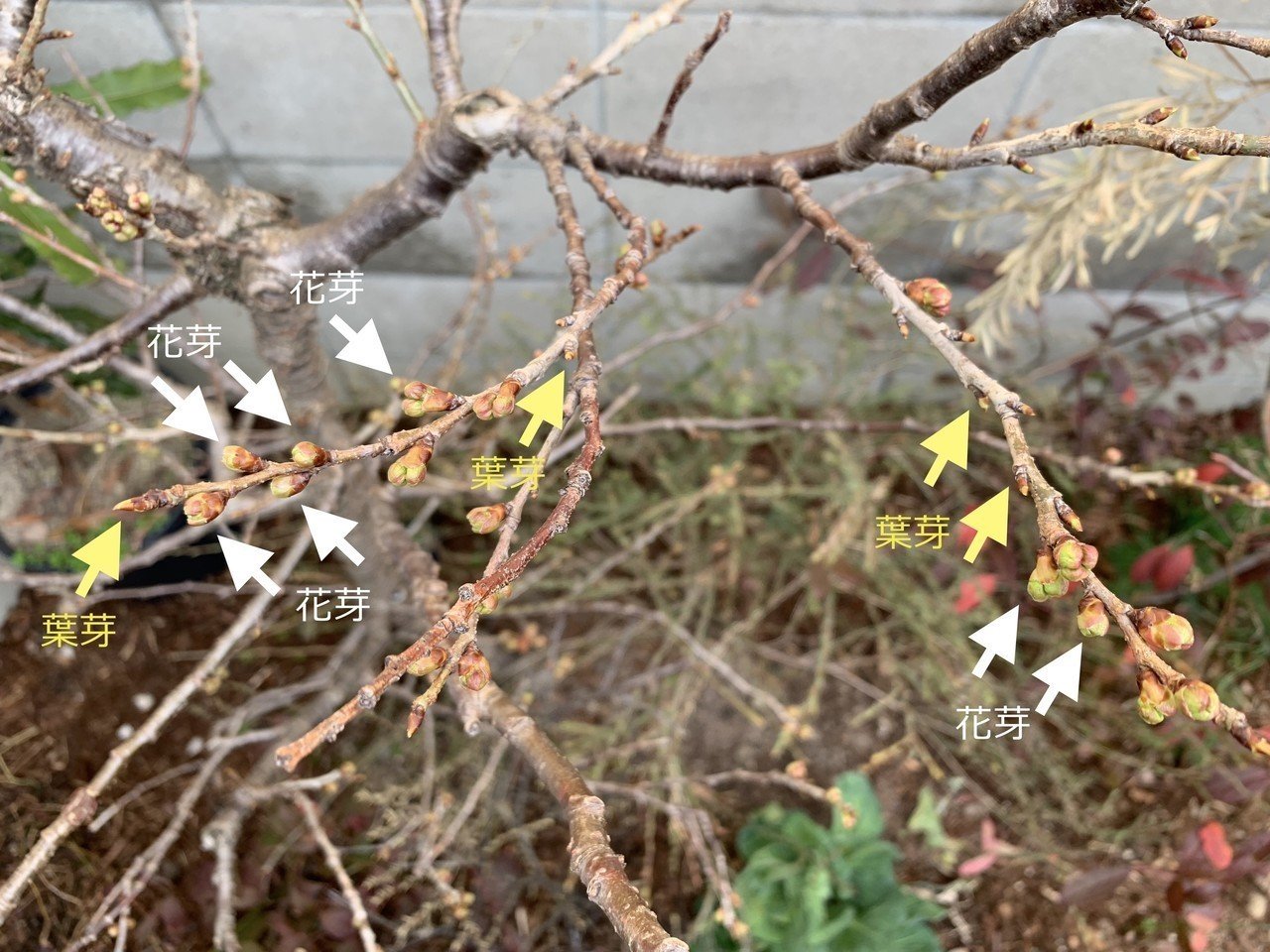花芽と葉芽の見分け方 平屋私庭日記 13 ライツ社 花芽と葉芽の見分け方 平屋私庭日記 13 ライツ社