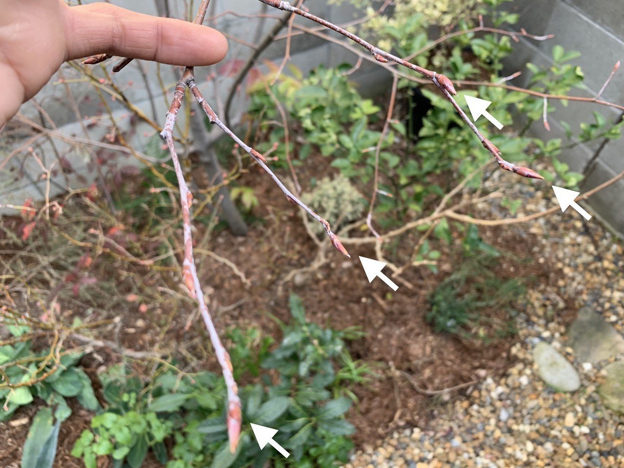 花芽と葉芽の見分け方 平屋私庭日記 13 ライツ社 花芽と葉芽の見分け方 平屋私庭日記 13 ライツ社