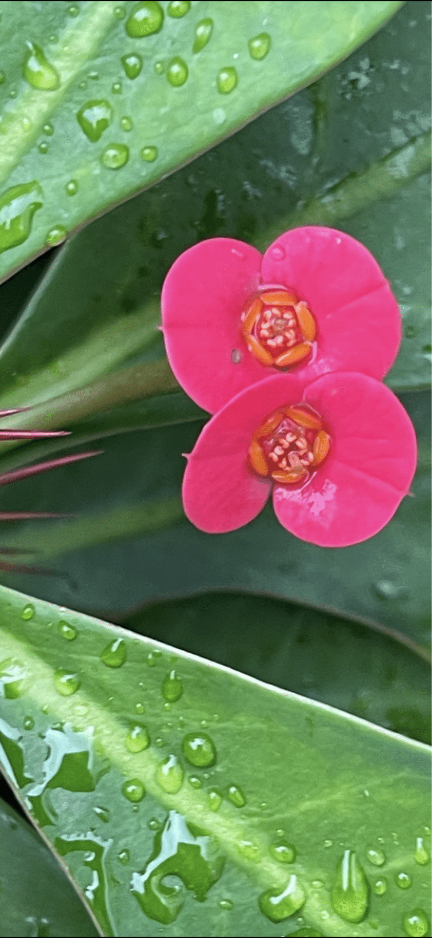 CROWN OF THORNS｜EGGSEED