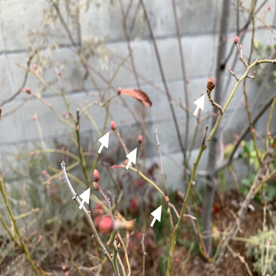 花芽と葉芽の見分け方 平屋私庭日記 １３ ライツ社