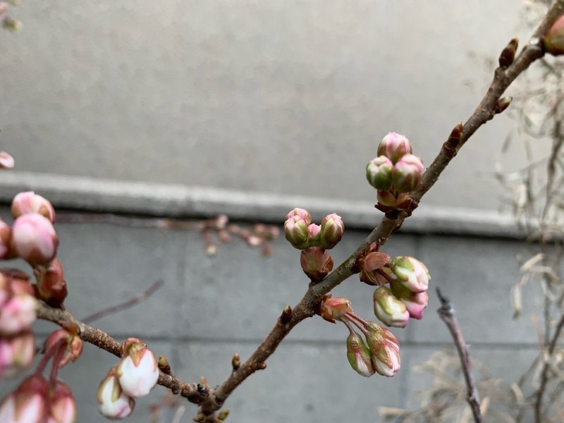 花芽と葉芽の見分け方 平屋私庭日記 １３ ライツ社