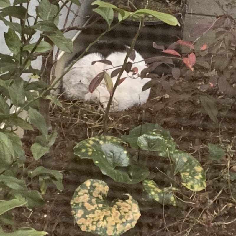 花芽と葉芽の見分け方 平屋私庭日記 13 ライツ社 花芽と葉芽の見分け方 平屋私庭日記 13 ライツ社