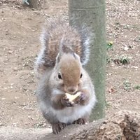 エミール を読んで あらすじ こぐまゆか Note エミール を読んで あらすじ こぐまゆか Note