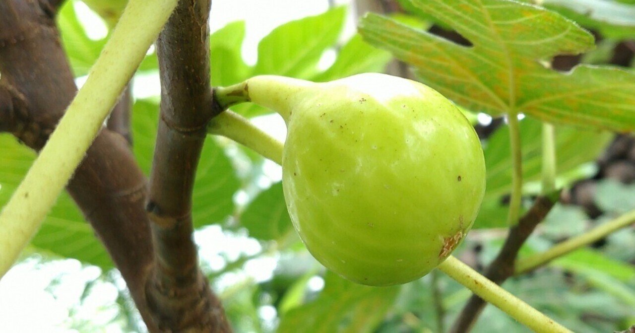 イチジク品種 LSU Champagne｜わさ