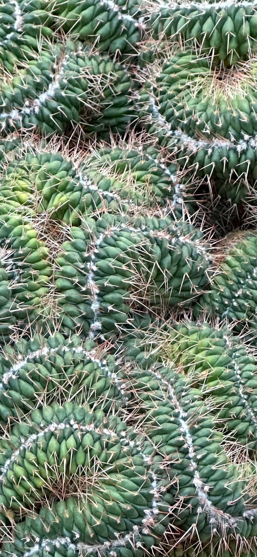白竜丸綴化｜EGGSEED