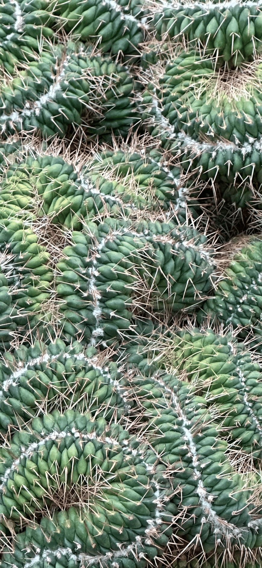 白竜丸綴化｜EGGSEED